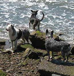 water dogs